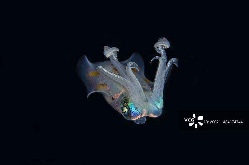 莱氏拟乌贼夜潜，Pantai Parigi潜水点，印尼苏拉威西岛蓝碧海峡图片素材