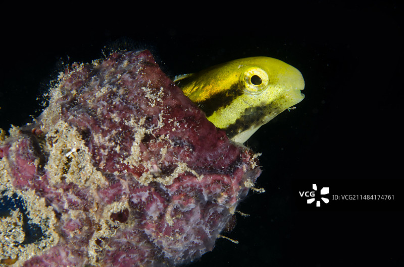 短头鳚（Petroscirtes breviceps），印度尼西亚邦加岛Sampiri潜水点图片素材