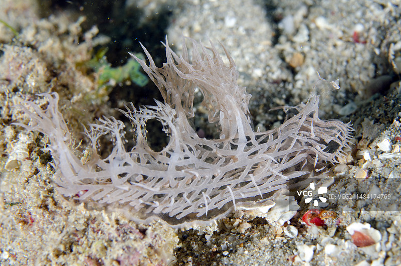 幽灵海蛞蝓，极度稀有，印度尼西亚北苏拉威西岛图片素材