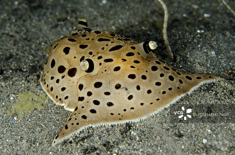 印度尼西亚科莫多国家公园林卡岛南部努萨科德鱼雷巷潜水点，沙地中海鳃海蛞蝓与钻地海星共存图片素材