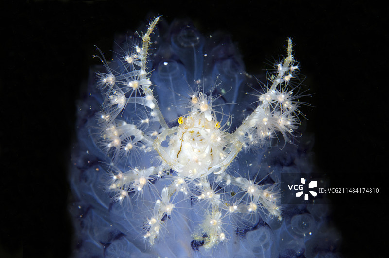 背着海葵伪装的棘蜘蛛蟹，科莫多国家公园，印尼图片素材