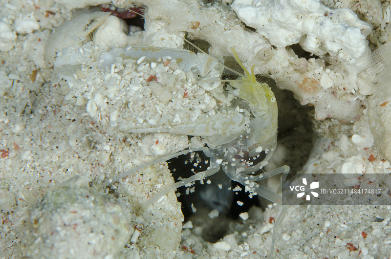 科莫多国家公园：鼓虾清理洞穴图片素材