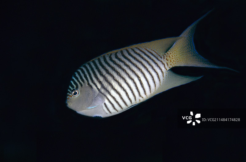 燕尾神仙鱼，戈兰戈潜水点，哈马黑拉岛，北马鲁古，印度尼西亚，哈马黑拉海图片素材