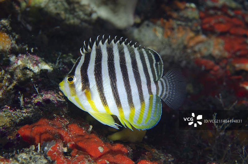 多带神仙鱼，印度尼西亚北马鲁古哈马黑拉岛图片素材