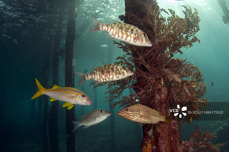 斜带石斑鱼、橙条裸颊鲷和赤眼笛鲷图片素材