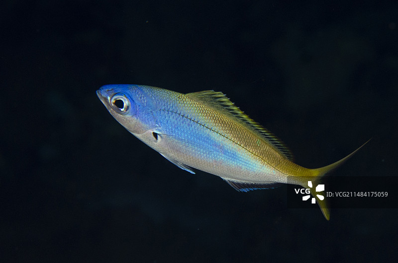 蓝色和黄色Fusilier鱼（Caesio teres），鲸鱼岩潜水点，Fiabacet岛，米苏尔，拉贾安帕，印度尼西亚图片素材
