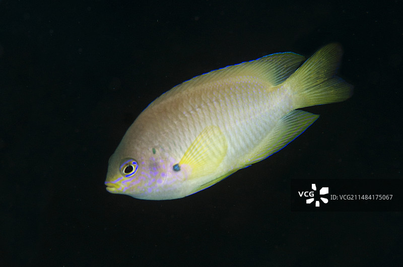 安汶雀鲷，印度尼西亚拉贾安帕群岛米苏尔岛的爱情药水9号潜水点图片素材