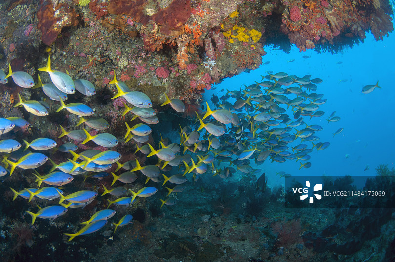 蓝黄梅鲷鱼群，Balbulol岛，Misool岛，拉贾安帕，印度尼西亚图片素材