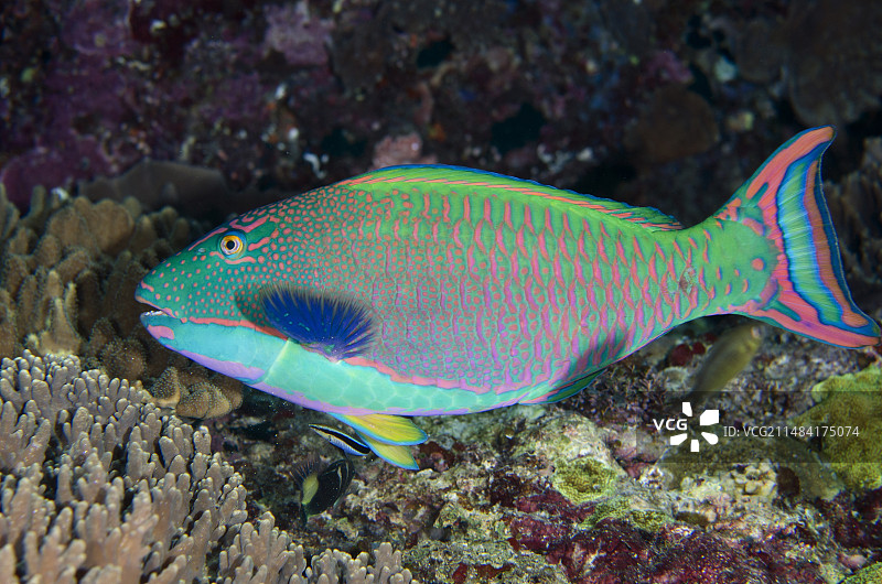 印度尼西亚拉贾安帕群岛米苏尔岛的雄性斑点鹦嘴鱼图片素材