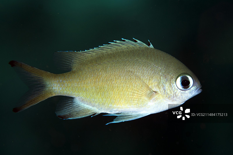 鳞鲾印度尼西亚西巴布亚极乐鸟湾废品站图片素材