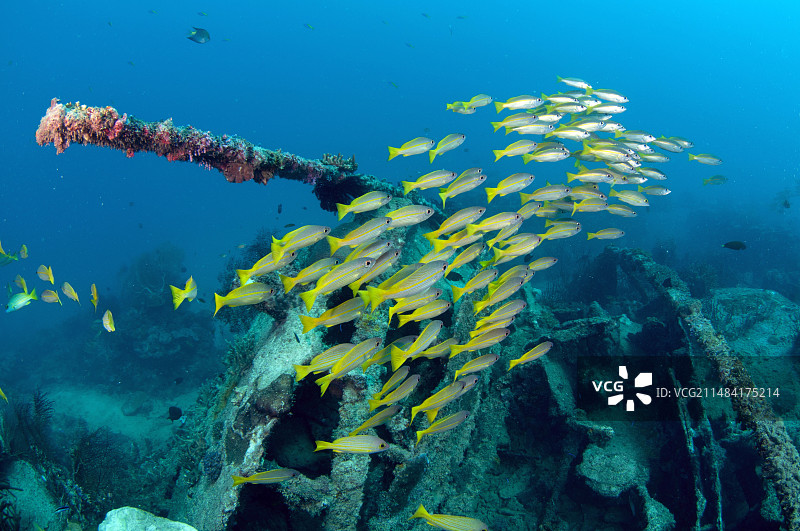 印度尼西亚西巴布亚省真德拉瓦西湾Sansopor Raru的Junkyard潜水点，沉船上的大眼鲷鱼群图片素材