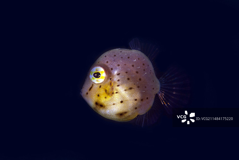 幼年泰勒氏箱鲀，印度尼西亚苏拉威西岛蓝碧海峡贾迪-贾迪潜水点图片素材