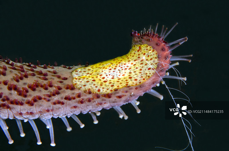 栉水母和海星，印度尼西亚巴厘岛图片素材