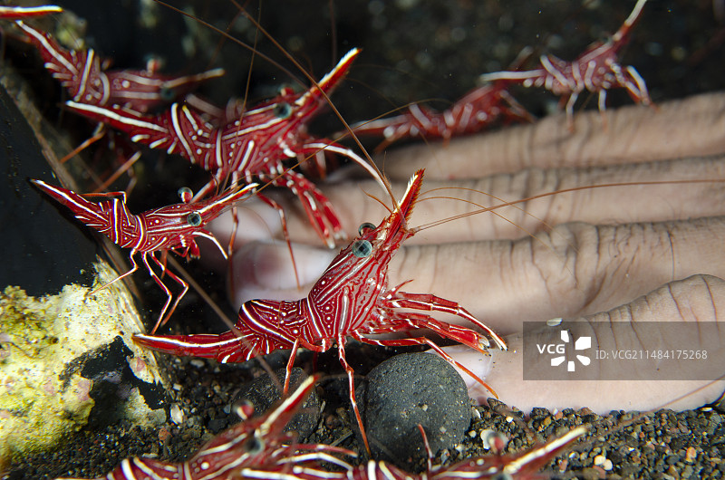 舞动的虾，清洁手部，印尼巴厘岛幽灵湾图片素材