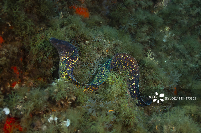 地中海鳗鲡，法国瓦尔省圣拉斐尔图片素材