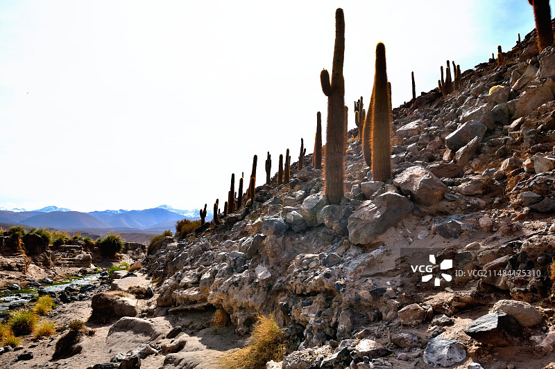 智利阿塔卡马瓜廷峡谷的刺萼柱状仙人掌图片素材