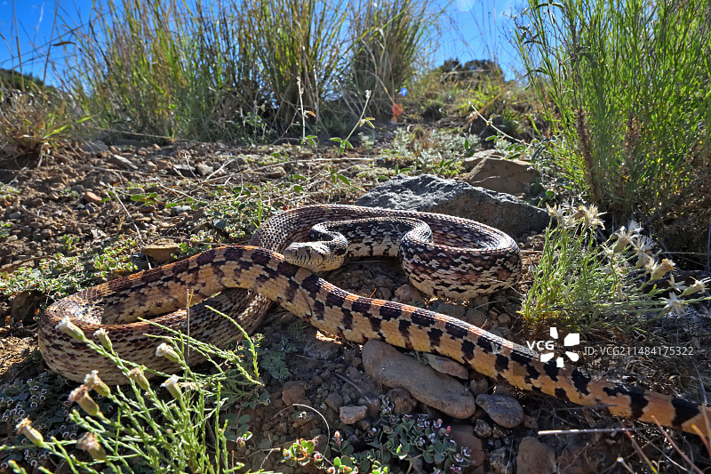 大盆地地鼠蛇图片素材