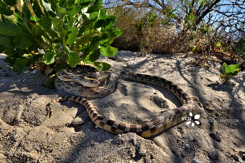 大盆地地鼠蛇图片素材