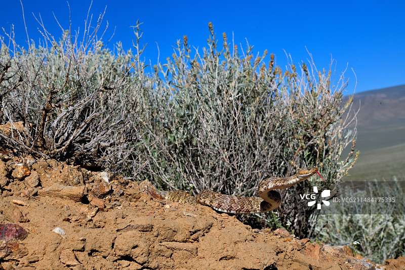 加州猫眼蛇图片素材