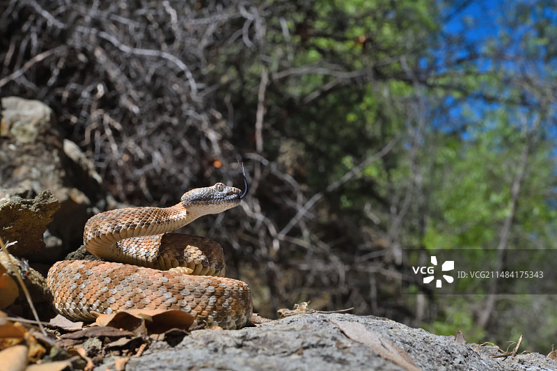 帕纳明特响尾蛇（Crotalus stephensi），加利福尼亚州图片素材