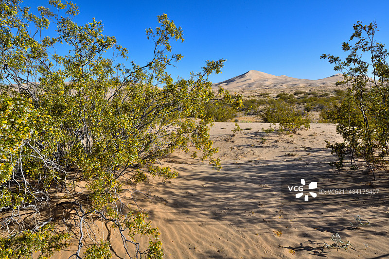 北美旱灌木，莫哈韦国家保护区，加利福尼亚州图片素材