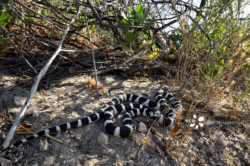 加州王蛇，美国西南部图片素材