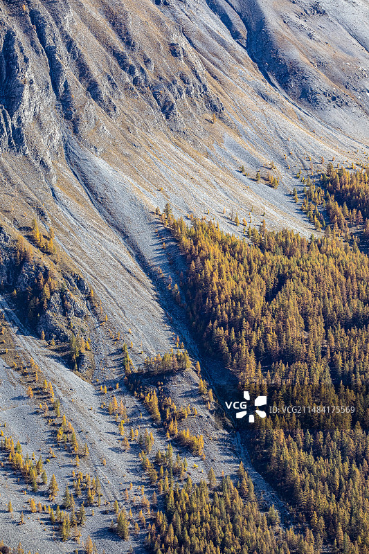 法国上普罗旺斯阿尔卑斯省于拜埃山谷的秋日落叶松图片素材