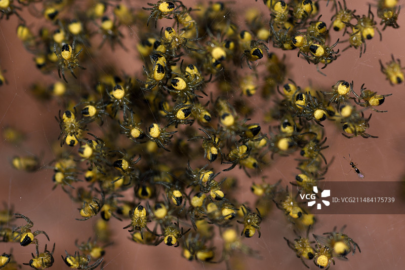 欧洲小蜘蛛（Araneus diadematus）孵化后与寄生蜂，法国贝尔福花园图片素材