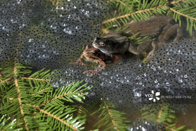 三月份的养蛙场：捕捉欧洲林蛙，一对正在产卵的青蛙，法国图片素材