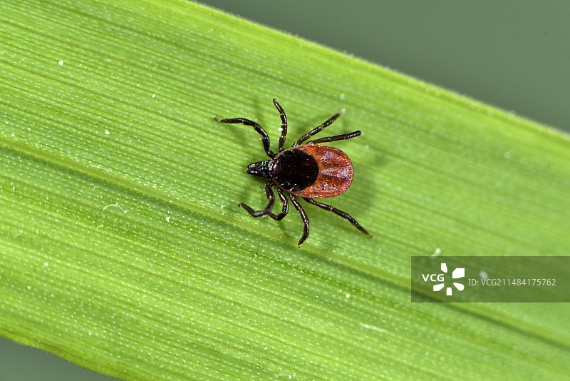 蜱(Ixodes ricinus)，雌，草地，花园，贝尔福，贝尔福地区(1990)，法国图片素材