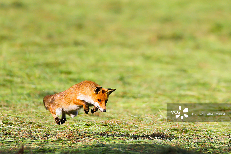 红狐（狐狸）在法国布列讷地区自然公园的草地上狩猎图片素材