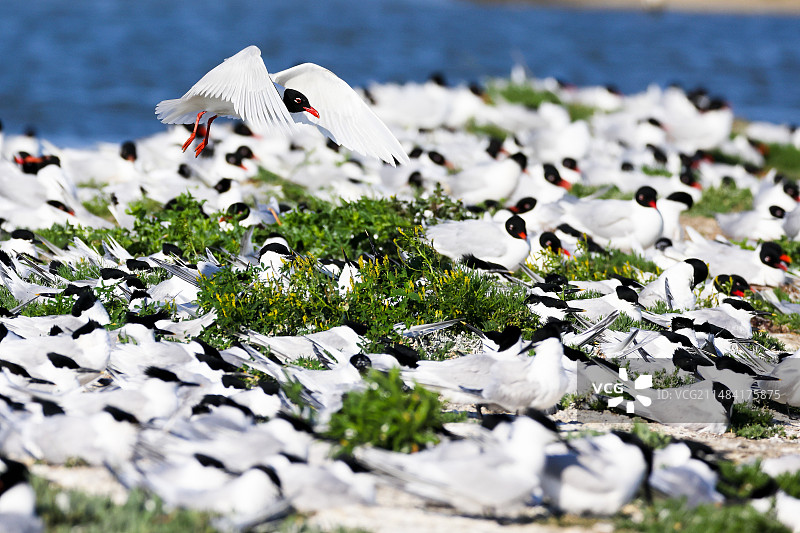 白嘴燕鸥（Thalasseus sandvicensis）飞越法国旺代诺穆提耶岛Sebastopol自然保护区图片素材