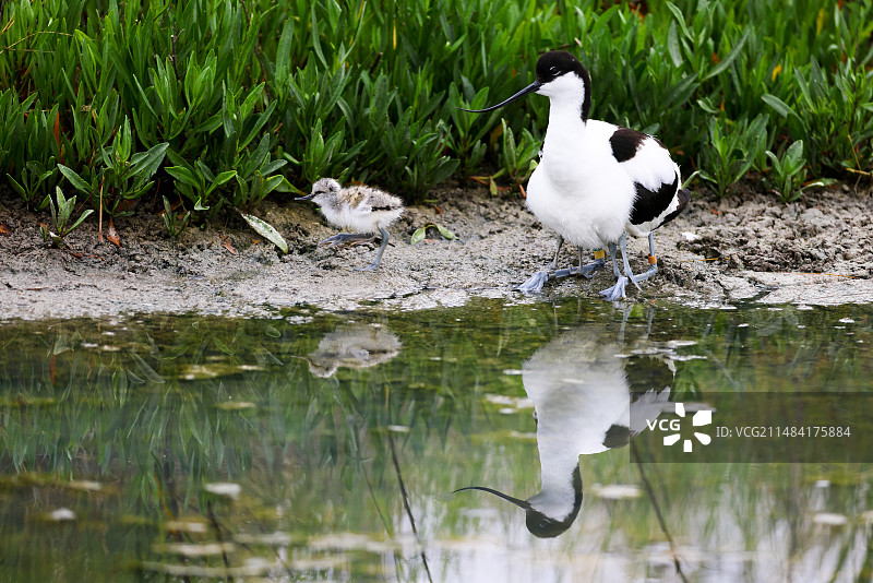 反嘴鹬（Recurvirostra avosetta）保护着它2天大的雏鸟，法国卢瓦尔-大西洋省Guerande盐沼图片素材