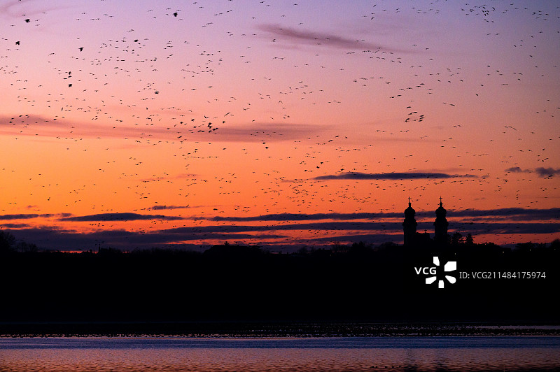 数千只鸿雁夜间飞往湖面（斯洛伐克）图片素材