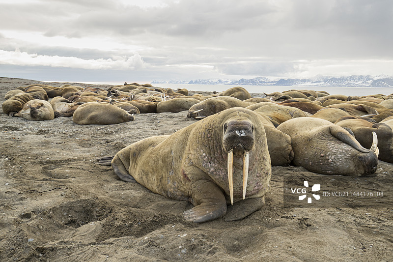 大西洋海象海滩长牙特写图片素材