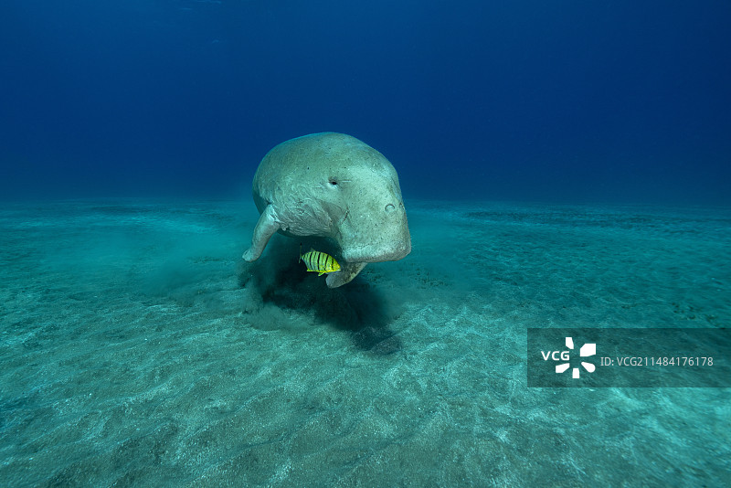 儒艮在海草地上觅食，伴随着一条金色鲹鱼幼鱼，埃及，红海图片素材