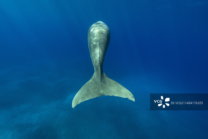 儒艮（Dugong dugon）后视图，显示出独特的哺乳动物尾巴。埃及马萨阿拉姆，红海图片素材