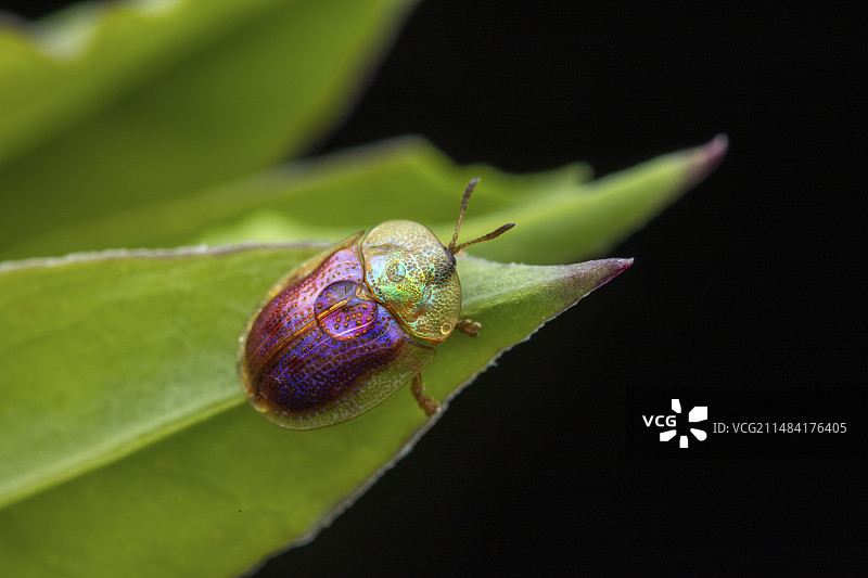 在自然环境中的azurea龟甲金花虫，法国奥弗涅克莱蒙费朗图片素材