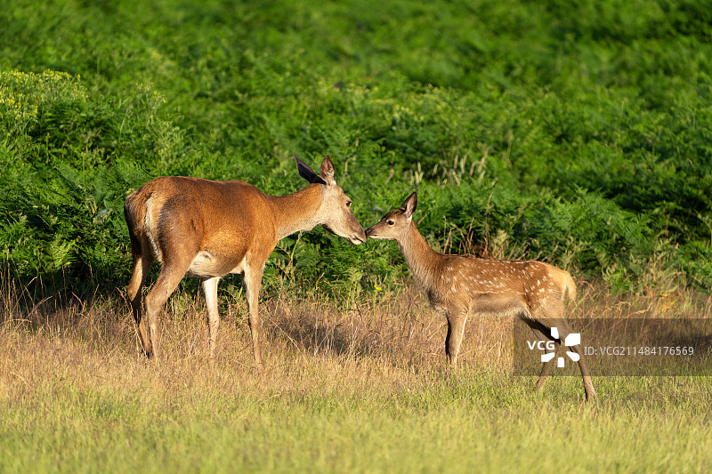 英格兰的马鹿母鹿和小鹿图片素材