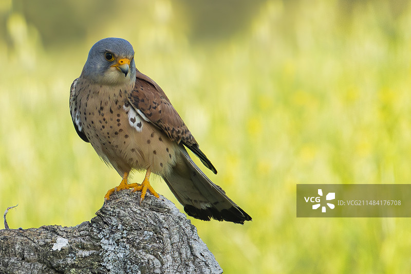 西班牙托莱多省，红脚隼（雄性）立于树枝上图片素材