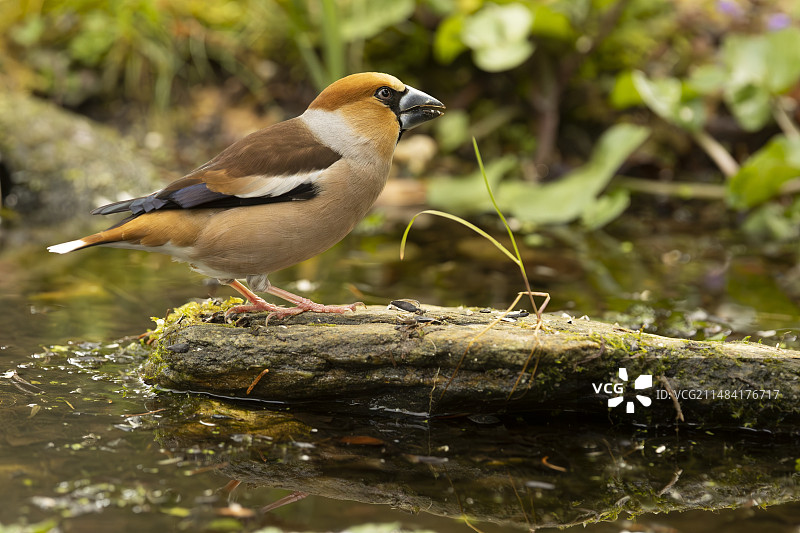 伊夫林省池塘边的燕雀图片素材