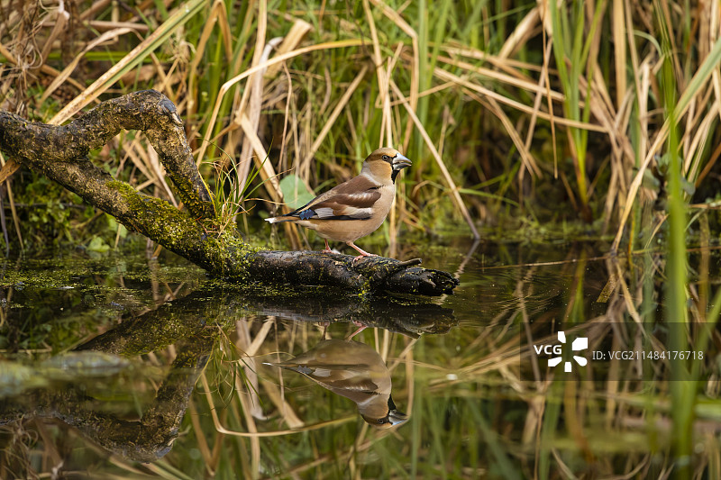 伊夫林省池塘边的燕雀图片素材