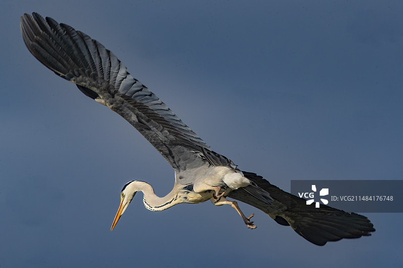飞行中的苍鹭（法国卢瓦尔-谢尔省索洛涅）图片素材