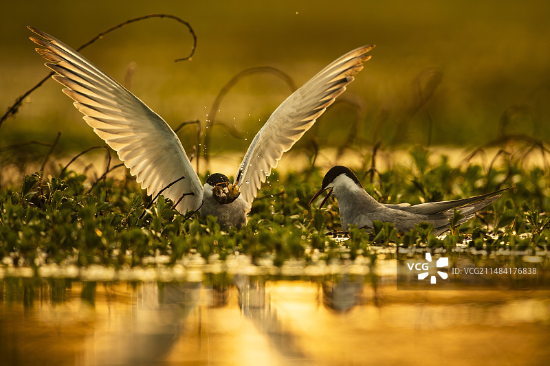 须浮鸥（Chlidonias hybridus）一对，法国卢瓦尔-谢尔省索洛涅池塘图片素材