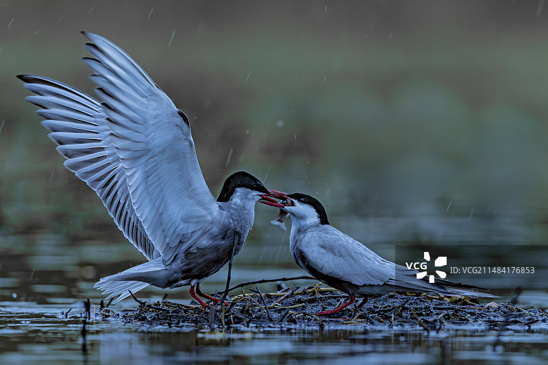 须浮鸥在法国卢瓦尔-谢尔省索洛涅池塘觅食图片素材