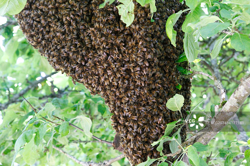苹果树上的一群蜜蜂，法国菲尼斯泰尔图片素材