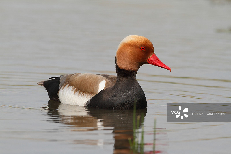 法国布伦地区池塘中游泳的红头潜鸭图片素材