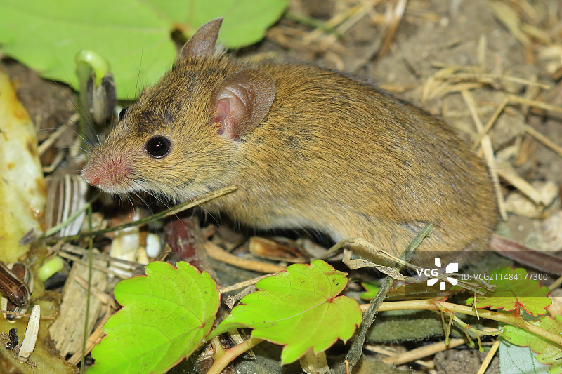 西部地中海小鼠，德龙省，法国图片素材