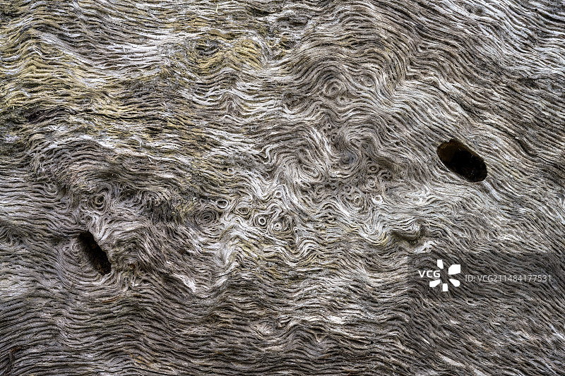 枯死野生橄榄树木纹图形图片素材