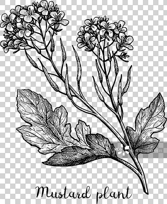 芥菜植物墨水草图图片素材